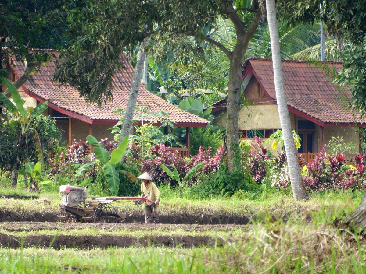 Banyu Homestay بانيووانجى المظهر الخارجي الصورة